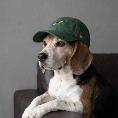 Beagle Dog Icon foto 7
