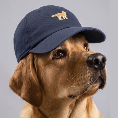 Golden Retriever Dog Icon foto 7